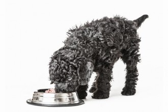 Alimentation Caniche