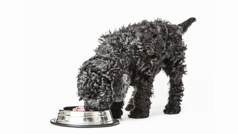 Alimentation Caniche