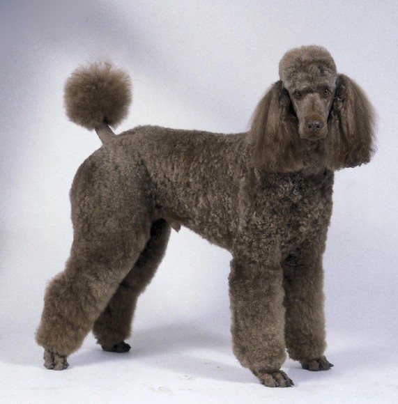Tout savoir sur le caniche royal