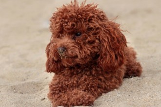 caniche toy