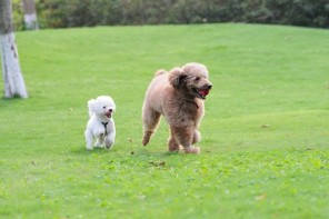 Caractère du caniche