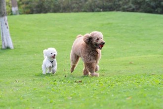 Caractère du caniche