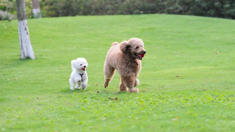 Caractère du caniche