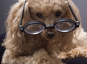 ophtalmologique caniche