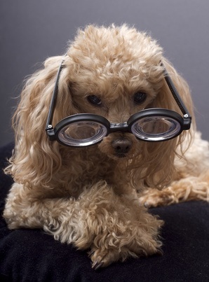 ophtalmologique caniche