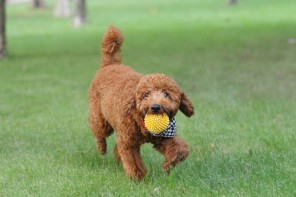 qualités du caniche