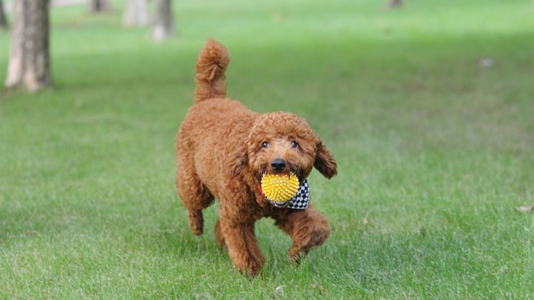 qualités du caniche