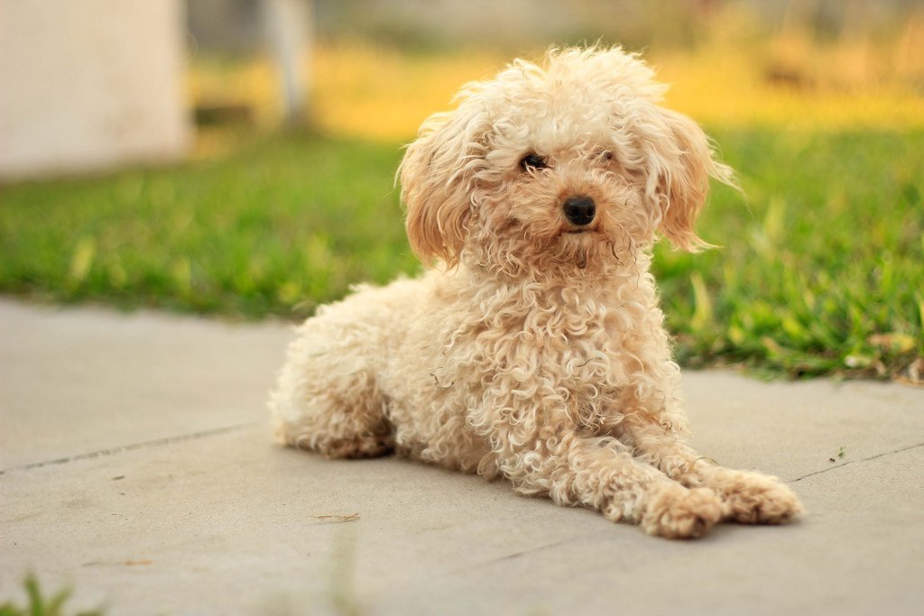  Cu les Son Los Or genes Del Caniche Toy ZDMD