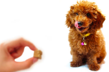 croquette caniche stérilisée