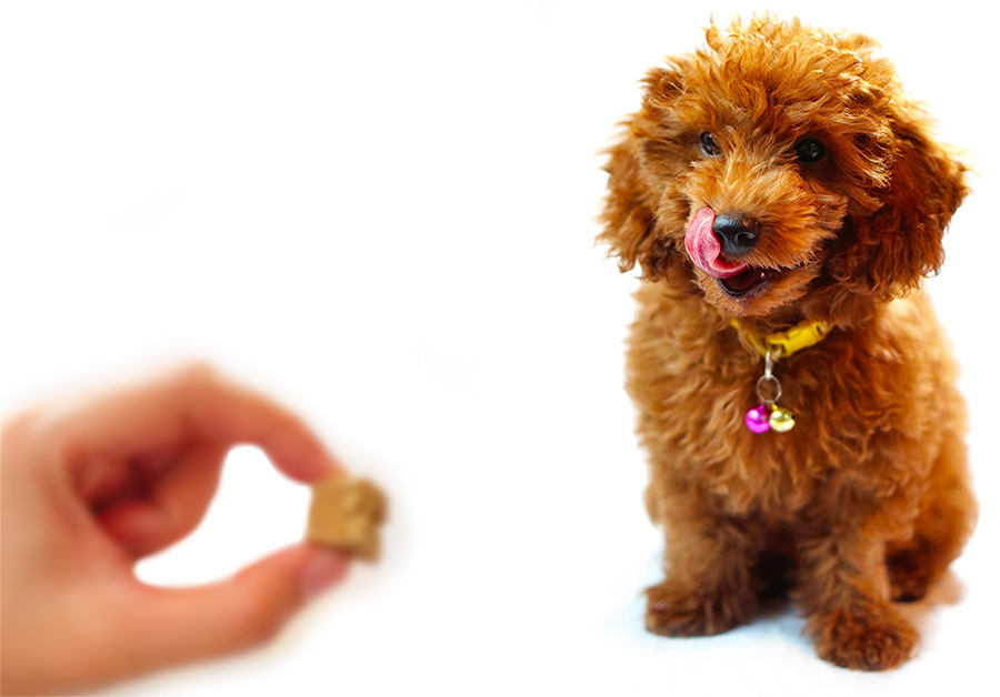 croquette caniche stérilisée